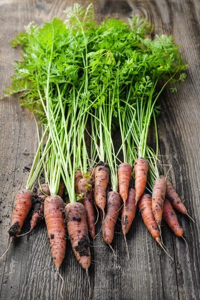 Fresh carrots from garden — Stock Photo, Image