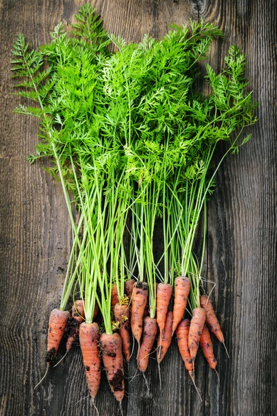 Fresh carrots from garden — Stock Photo, Image