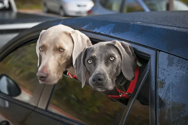 Dogs in car — Stock Photo, Image