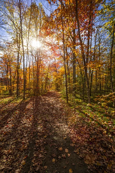 Sol en bosque otoñal — Foto de Stock