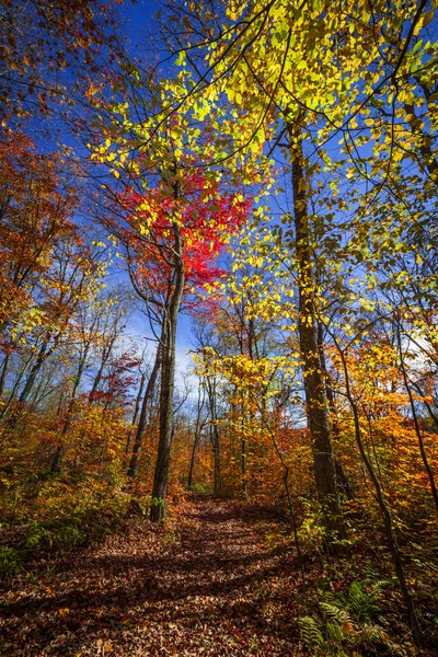 Sentiero escursionistico nella foresta autunnale — Foto Stock