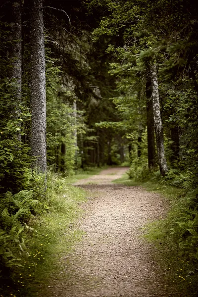 Camino en bosque oscuro y malhumorado — Foto de Stock