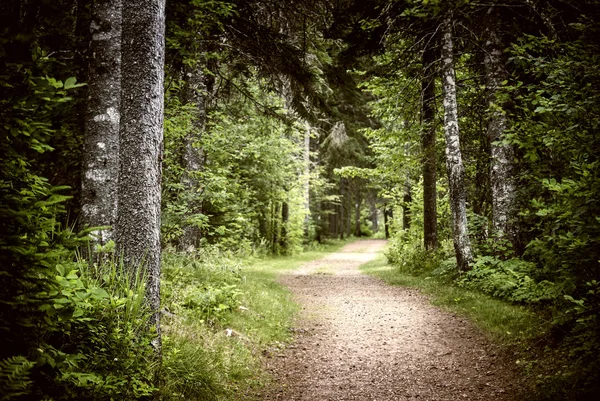 Caminho na floresta escura e temperada — Fotografia de Stock