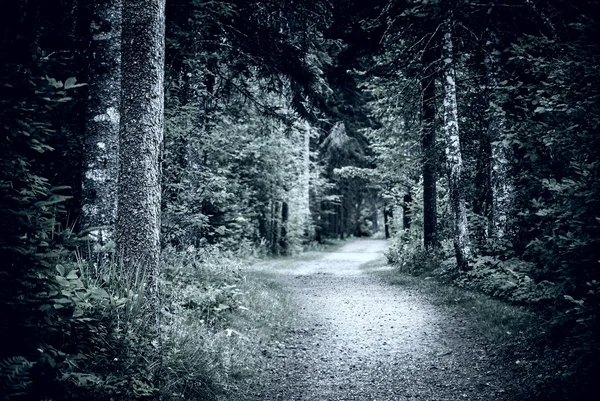 Sökväg i mörka natten skog — Stockfoto