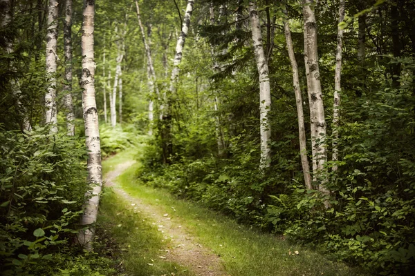 Path in green summer forest — Stock Photo, Image