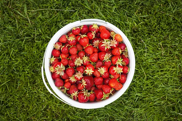 Pail of strawberries — Stock Photo, Image