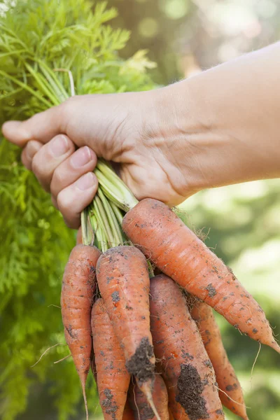 Свіжа морква з саду — стокове фото
