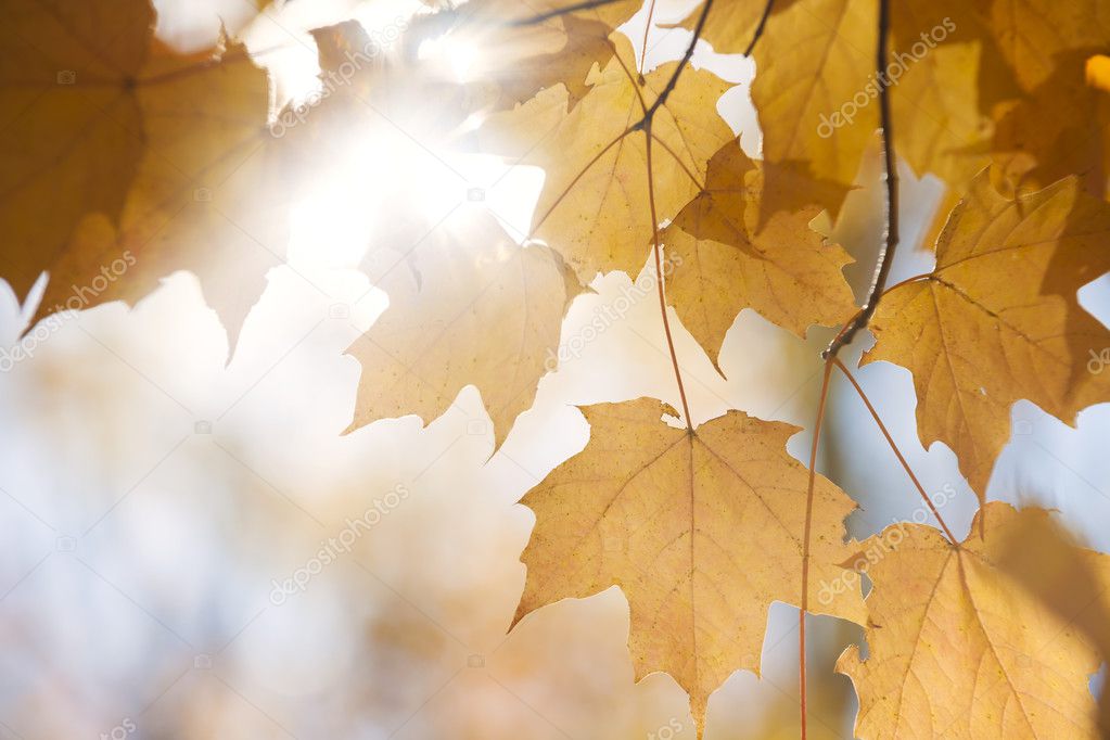 Backlit fall maple leaves in sunshine