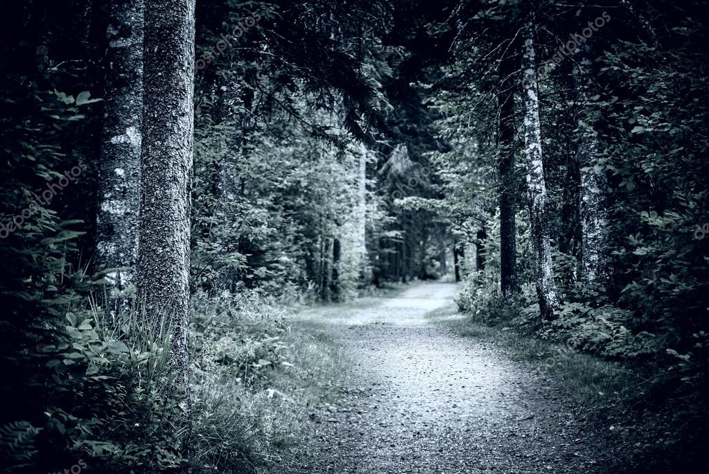 Chemin dans la forêt nocturne sombre image libre de droit par elenathewise © 45303447