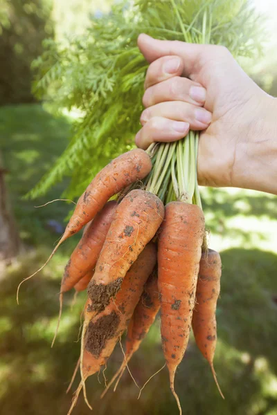 Świeże marchewki z ogrodu — Zdjęcie stockowe