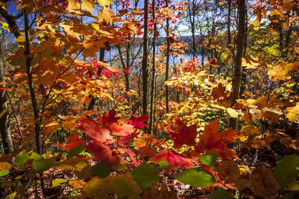 Пишність осінь — стокове фото