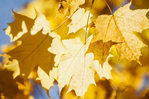 Glowing fall maple leaves — Stock Photo, Image