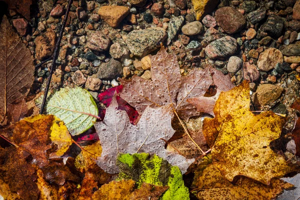 Sonbahar Suda Yapraklar — Stok fotoğraf