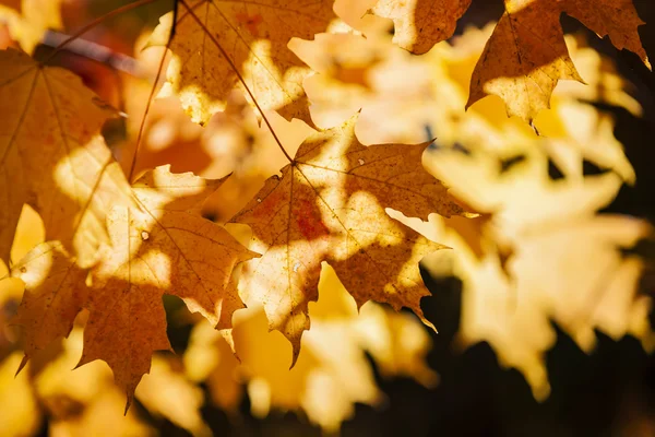 Backlit fall maple leaves — Stock Photo, Image
