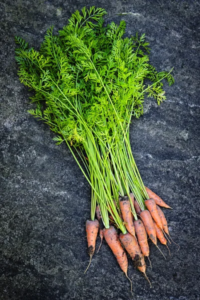 Manojo de zanahorias frescas —  Fotos de Stock