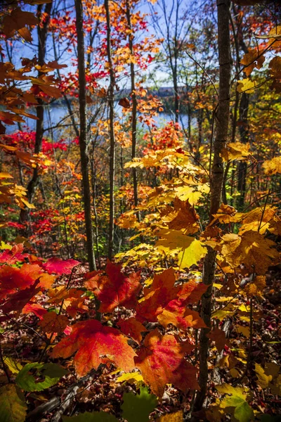 Autumn splendor — Stock Photo, Image