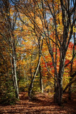 sonbahar ağaç arka plan