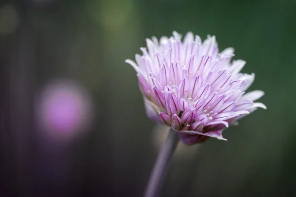 Gräslök blomma makro — Stockfoto