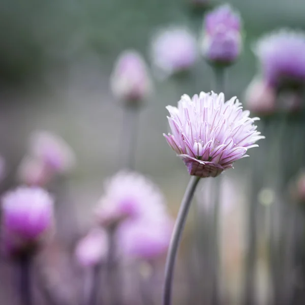 Chives flowering — Stock Photo, Image