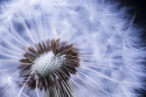 Löwenzahn mit Samen — Stockfoto