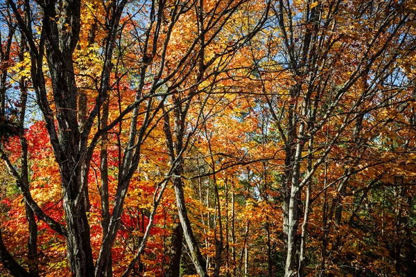 Herfst bomen achtergrond — Stockfoto