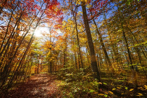 Trilha de caminhadas na floresta de outono ensolarada — Fotografia de Stock