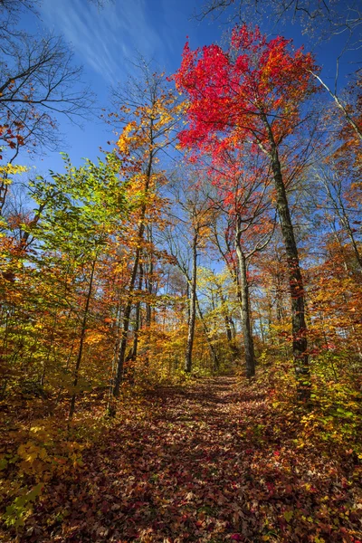 Sentiero escursionistico nella soleggiata foresta autunnale — Foto Stock