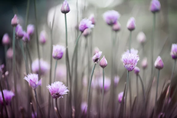 Blommande gräslök — Stockfoto