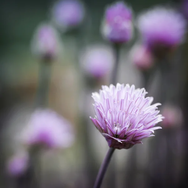 Chives flowering — Stock Photo, Image