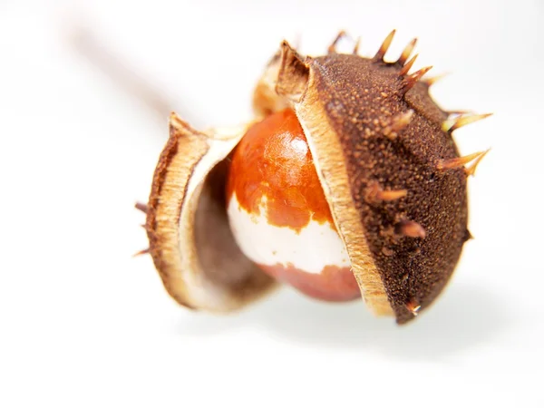 Chestnut unfolding — Stock Photo, Image
