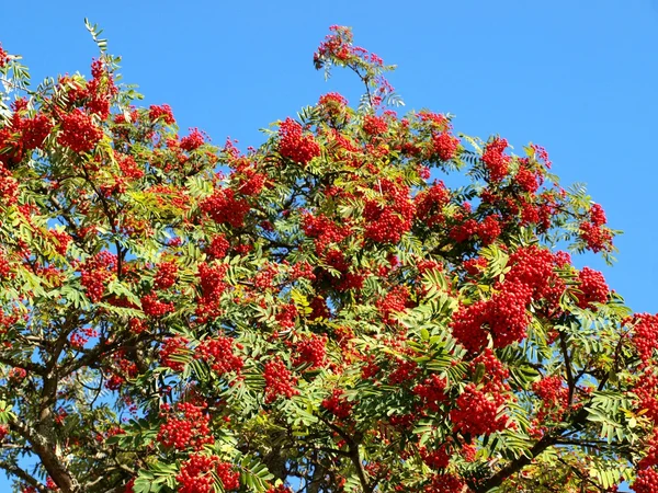 Rowan berry tree — Stock Photo, Image