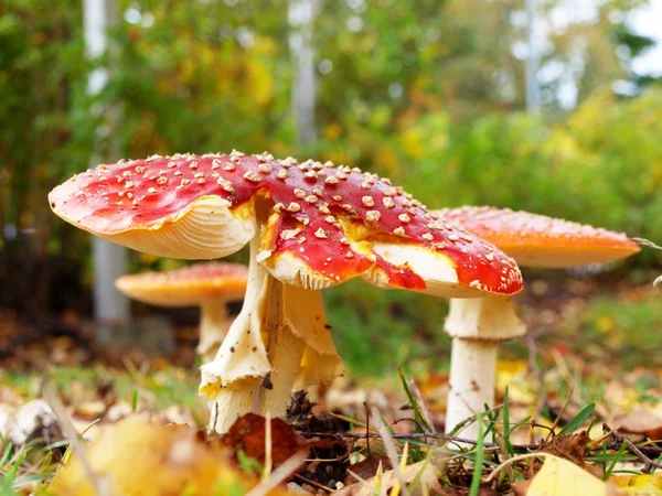 Toadstool mushroom — Stock Photo, Image
