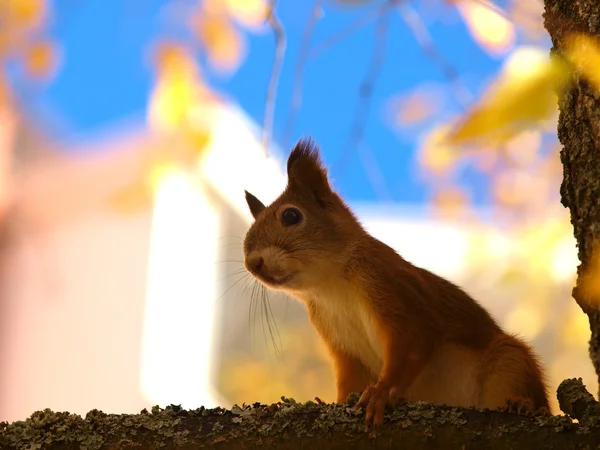 Brown coated squirrel — Stock Photo, Image