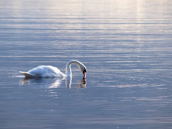 Cisne, nadando graciosamente — Fotografia de Stock