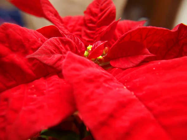 Noel yıldızı, bitki — Stok fotoğraf