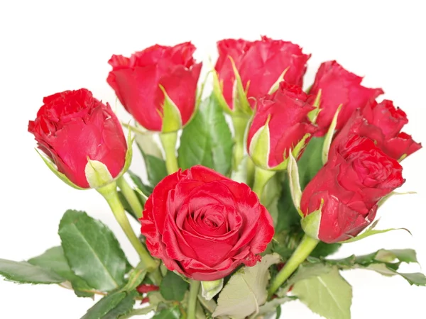 Red roses Royalty Free Stock Photos