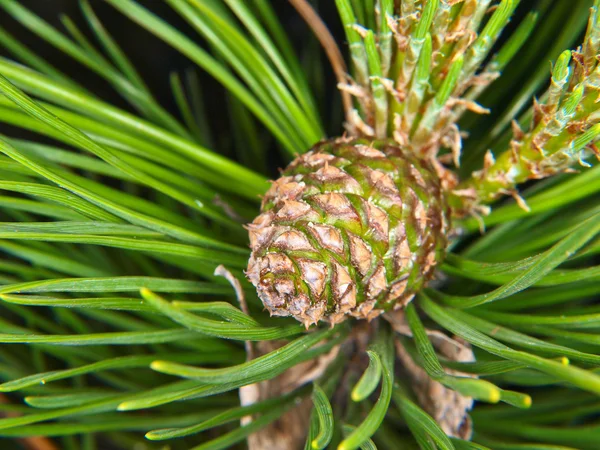 Closeup čerstvých šiška — Stock fotografie