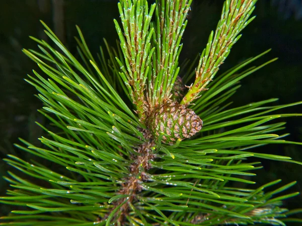 Closeup of fresh pine cone — Stock Photo, Image