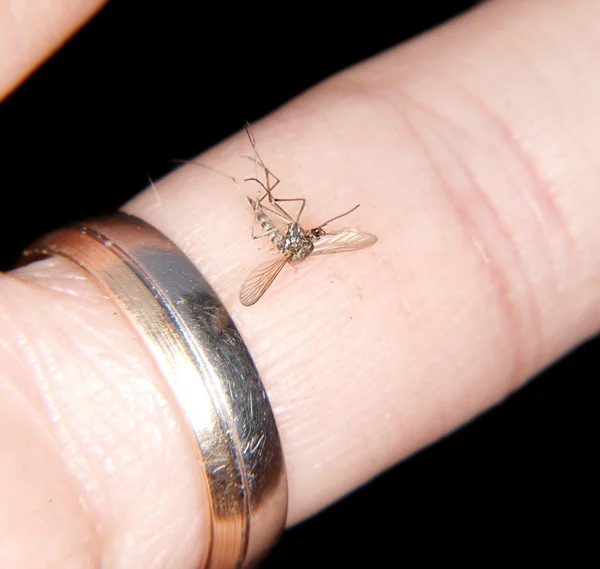 Mücke legt sich auf Finger — Stockfoto