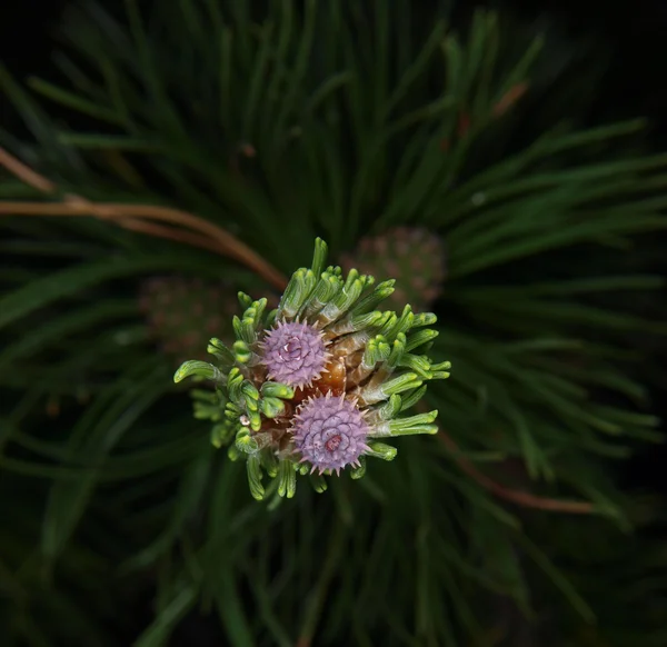 Flor púrpura floreciendo en pino — Foto de Stock