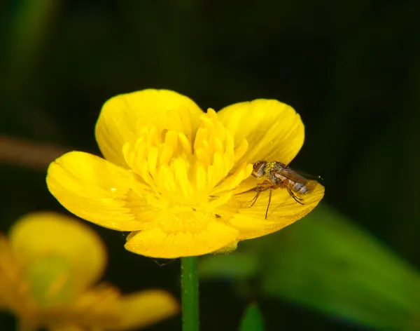 Flor de Ranúnculo com mosca — Fotografia de Stock