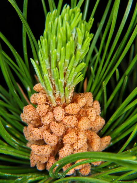 Pinheiro em flor — Fotografia de Stock