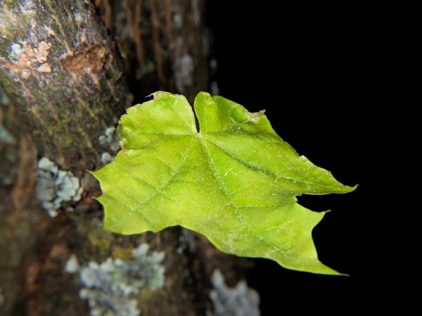 Esdoornblad boom — Stockfoto