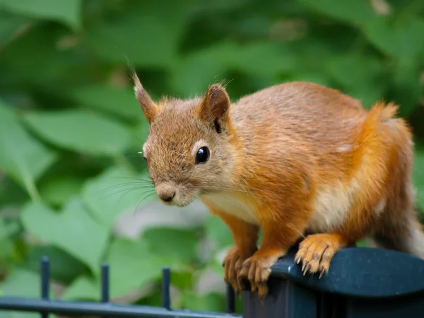 Eichhörnchen auf einem Zaun — Stockfoto