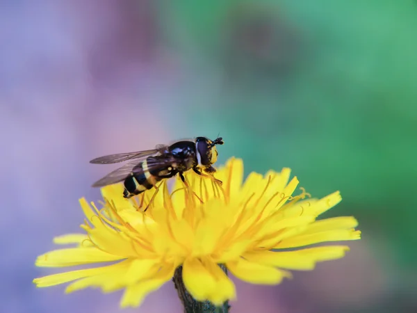Бджола на кульбаба — стокове фото