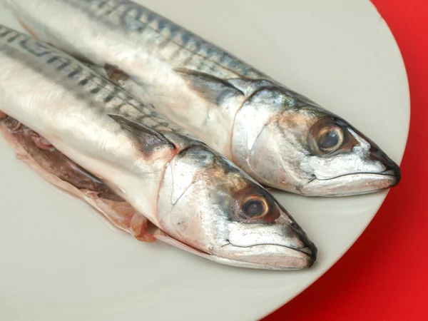 Pescado de caballa crudo — Foto de Stock