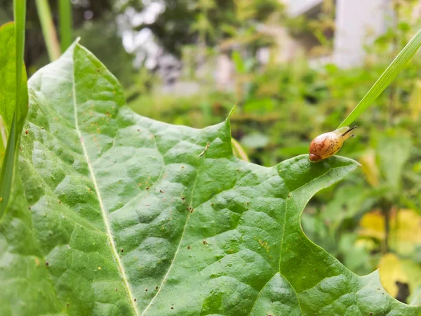 Caracol bebé en la hoja — Foto de Stock