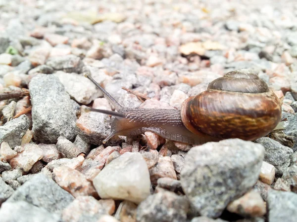 Snail on gravel road — Stock Photo, Image
