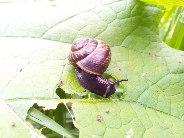 Snail with house, eating — Stock Photo, Image