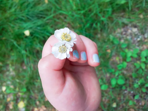 Små vita blommor — Stockfoto